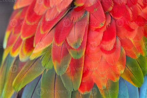 Macaw feathers 760422 Stock Photo at Vecteezy