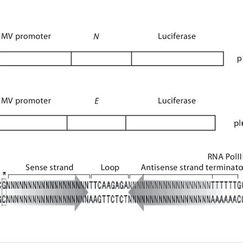 Schematic Diagrams Of Reporter Plasmids The Two Reporter Plasmids Were