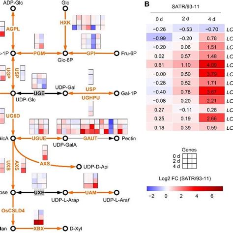 Gene expression analysis in cutin, suberin and wax biosynthesis pathway ...