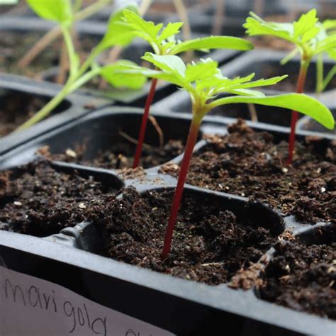 How & When to Plant Marigold Seeds Indoors for Garden - 1898 Mama