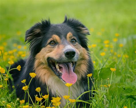 Border Collie Available For Adoption New England Border Collie