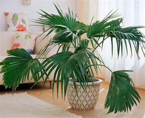 Best Chinese Indoor Plants – careyfashion.com