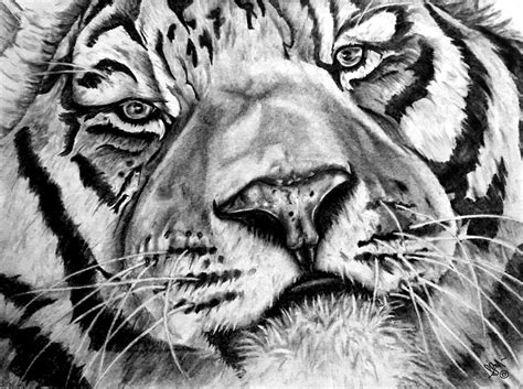 how to draw el tigre