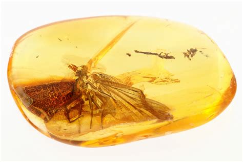 Fossil Mayfly (Ephemeroptera) In Baltic Amber (#284637) For Sale