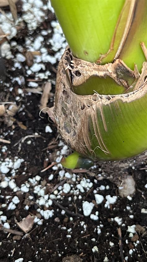 Bird of Paradise Pup : r/houseplants