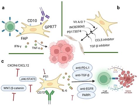 The Role Of Cancer Associated Fibroblasts In Ovarian Cancer