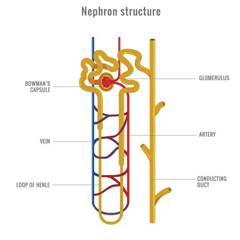 nefrona estructura en riñón vector ilustración 23452902 Vector en Vecteezy