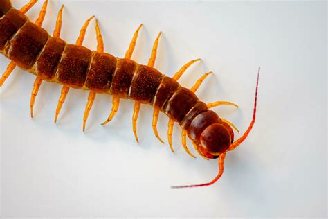Centipedes are poisonous animals and dangerous to humans. It is an