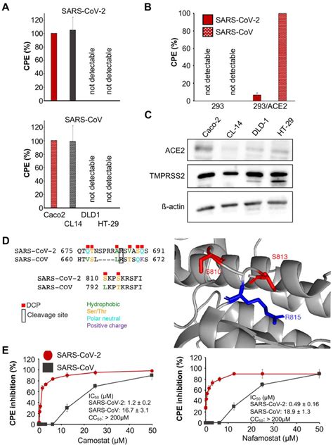 Sars Cov And Sars Cov Replication In Cell Culture A Cytopathogenic