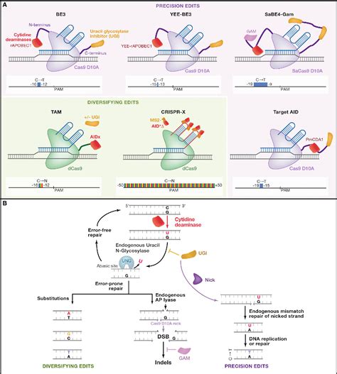 Figure 1 from Methods and Applications of CRISPR-Mediated Base Editing