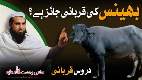 Kya Bhains Ki Qurbani Jaiz Hai BHAINS Ki Qurbani Ka Hukam Mufti