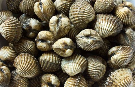 cockle stock image image  seaside cockles ribs color