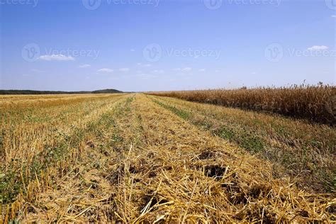 harvesting in a field 9410823 Stock Photo at Vecteezy