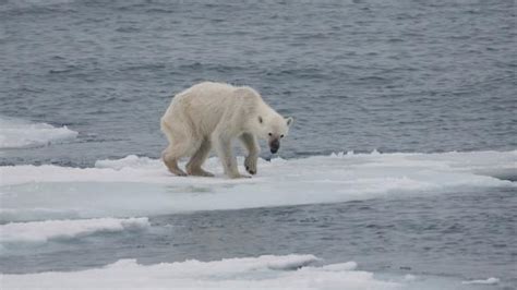 El oso polar está en peligro de extinción CAUSAS y QUÉ HACER