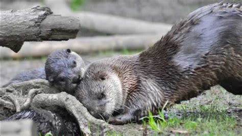 PHOTOS: Three new river otter pups on display at Oakland Zoo - ABC7 San Francisco