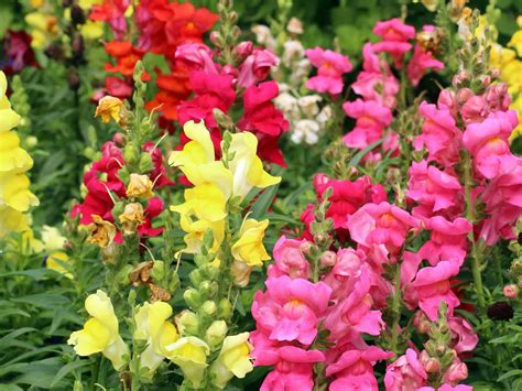 How To Grow Summer Snapdragon Angelonia Garden Gear Shop