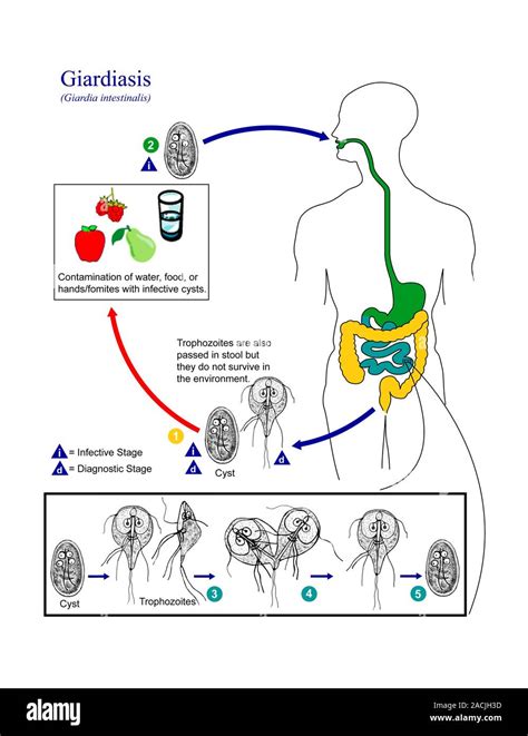 Giardiasis Life Cycle Diagram Showing The Life Cycle Of The Protozoan Parasite Giardia