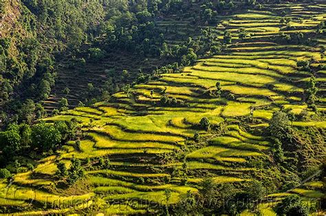 Rice Paddy Terraces India