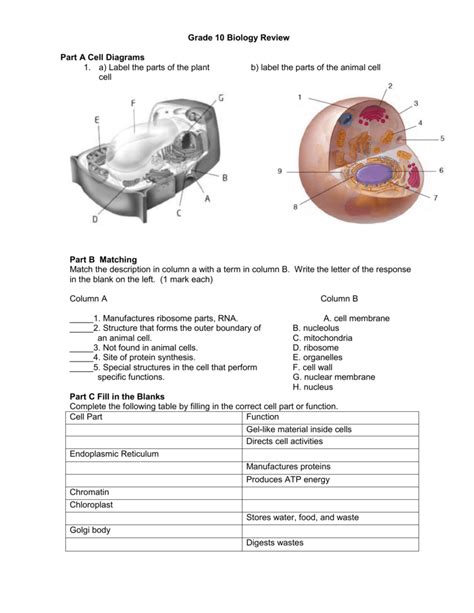 Th Class Biology Diagrams