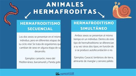 Hermafrodita O Que Significa - Imágenes De órganos Humanos Hermafroditas