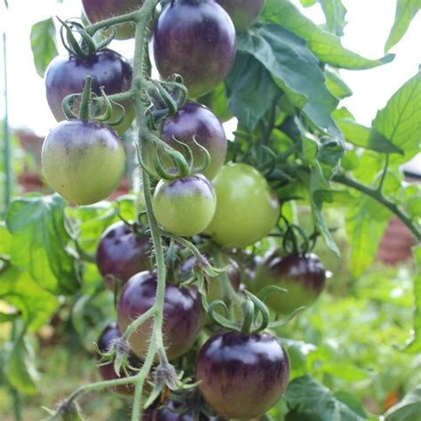 Samen Osu Blue P Tomate Rispentomate Ertragreich Amazon De Garten