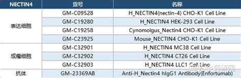 Nectin 4一场国内药企的角逐 知乎