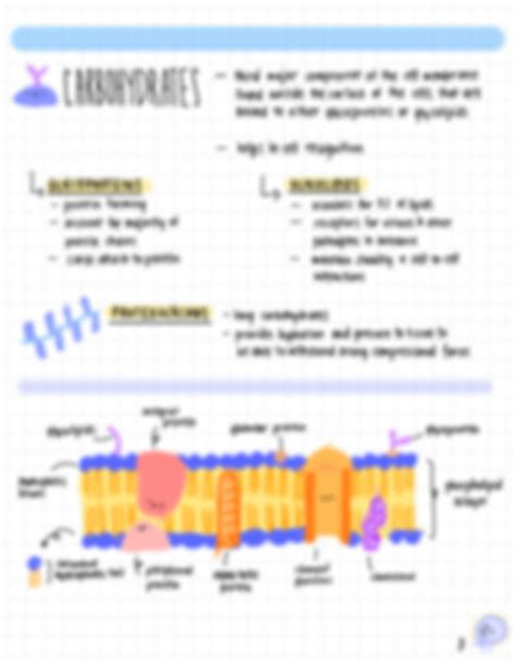 SOLUTION: Cell membrane notes - Studypool 