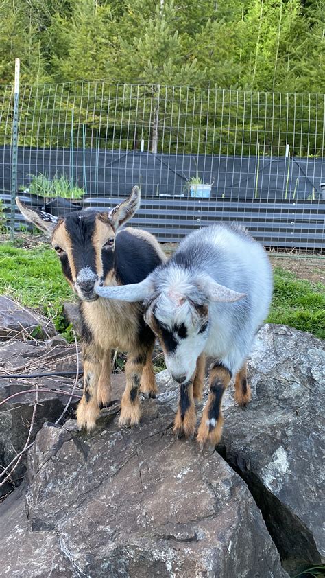 Free Goats on Farmish