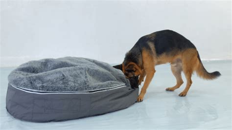 Best Dog Bed for German Shepherd: Cozy and Durable Choices