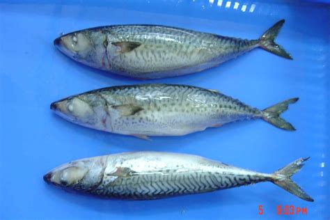 Chub mackerel - Alchetron, The Free Social Encyclopedia