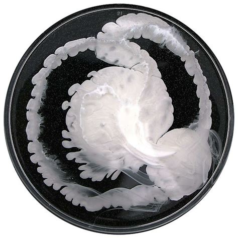 Artist Klari Reis works in epoxy polymer