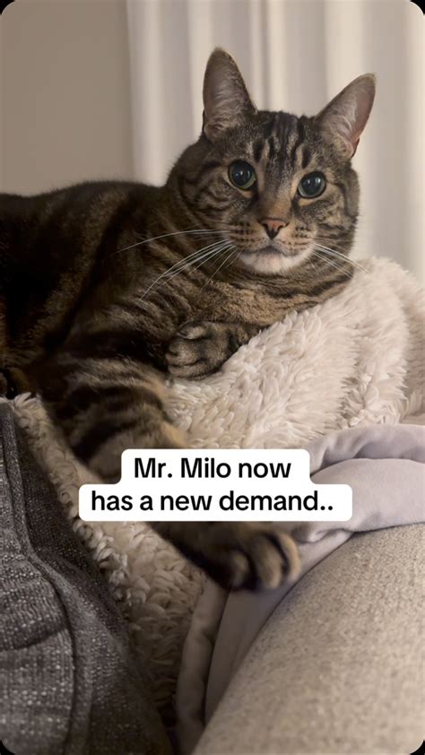 milo milo   milo  cats catsofig catsofinstagram