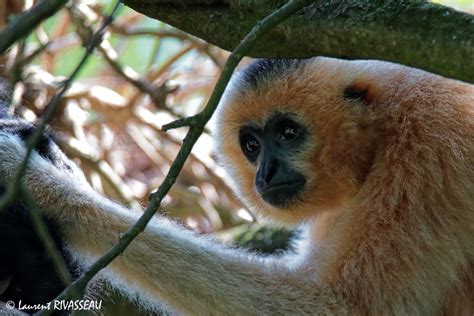 The World Rarest Mammal; Critically Endangered Hainan Gibbon (nomascus ...