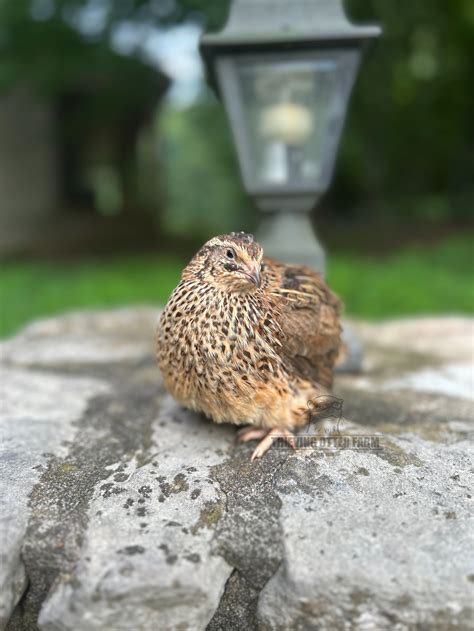 Live Birds — Thieving Otter Farm