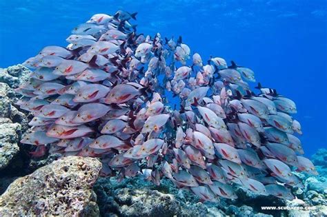 27 Incredible Underwater Pictures of Schooling Fish