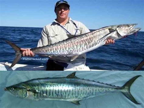 ikan tenggiri perumperindocoid
