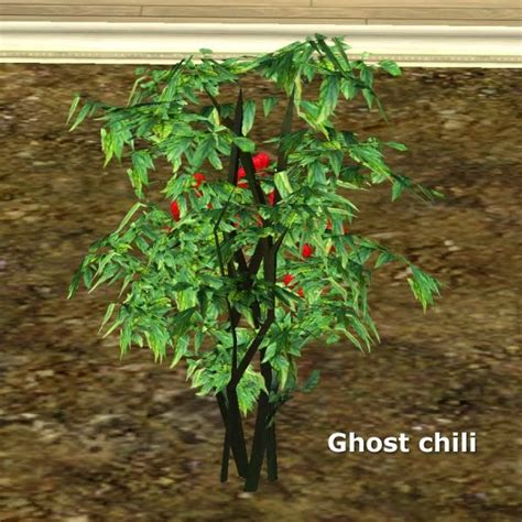 Simming in Magnificent Style: Ghost chili