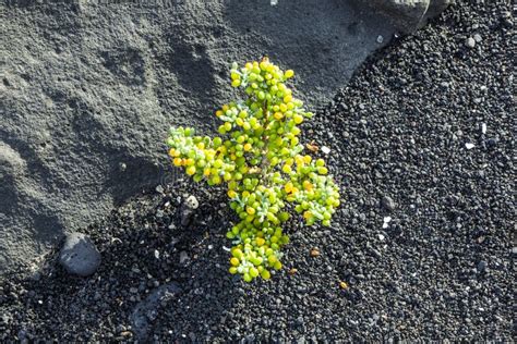 Sparse Vegetation On Volcanic Hills In Timanfaya National Park Stock