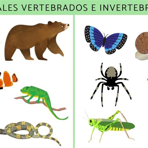 Vertebrados E Invertebrados