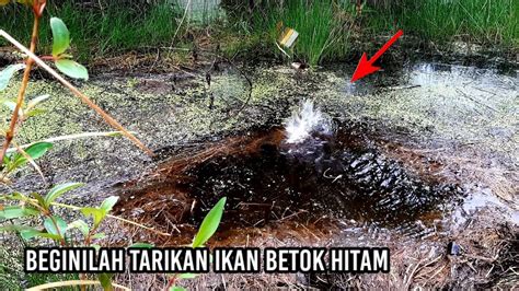 Kena Prank Berburu Ikan Betok Di Spot Rawa Youtube