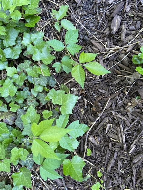 Poison Ivy Identification Help : r/gardening