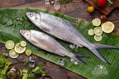 manfaat mengkonsumsi ikan bandeng bagi tubuh food travel dailypost