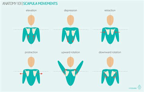 Anatomy 101 The Shoulders — Yogaru