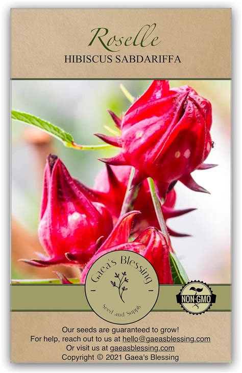 amazoncom gaeas blessing seeds roselle seeds  gmo jamaican