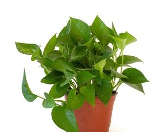 Jade Pothos Plant | Etsy