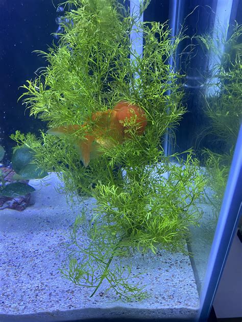 how do you goldfish hiding safely 7