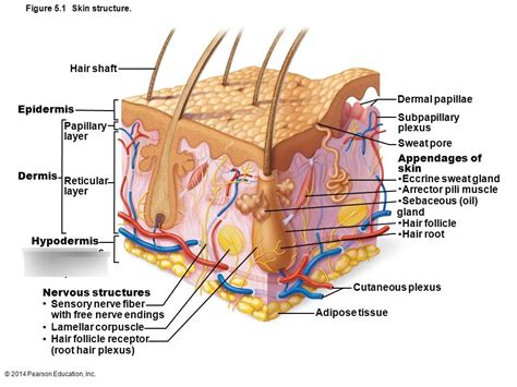 [ベスト] Hair Root Plexus Diagram 100220-Root Hair Plexus Diagram