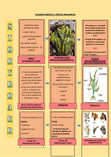 Section 20 1 The Kingdom Protista Answer Key 1