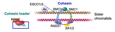 CohesinDB Home