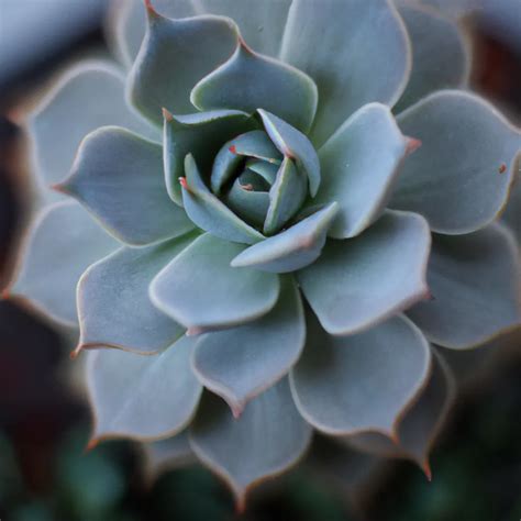 Beleza Da Echeveria Elegans Dicas De Cultivo E Cuidados